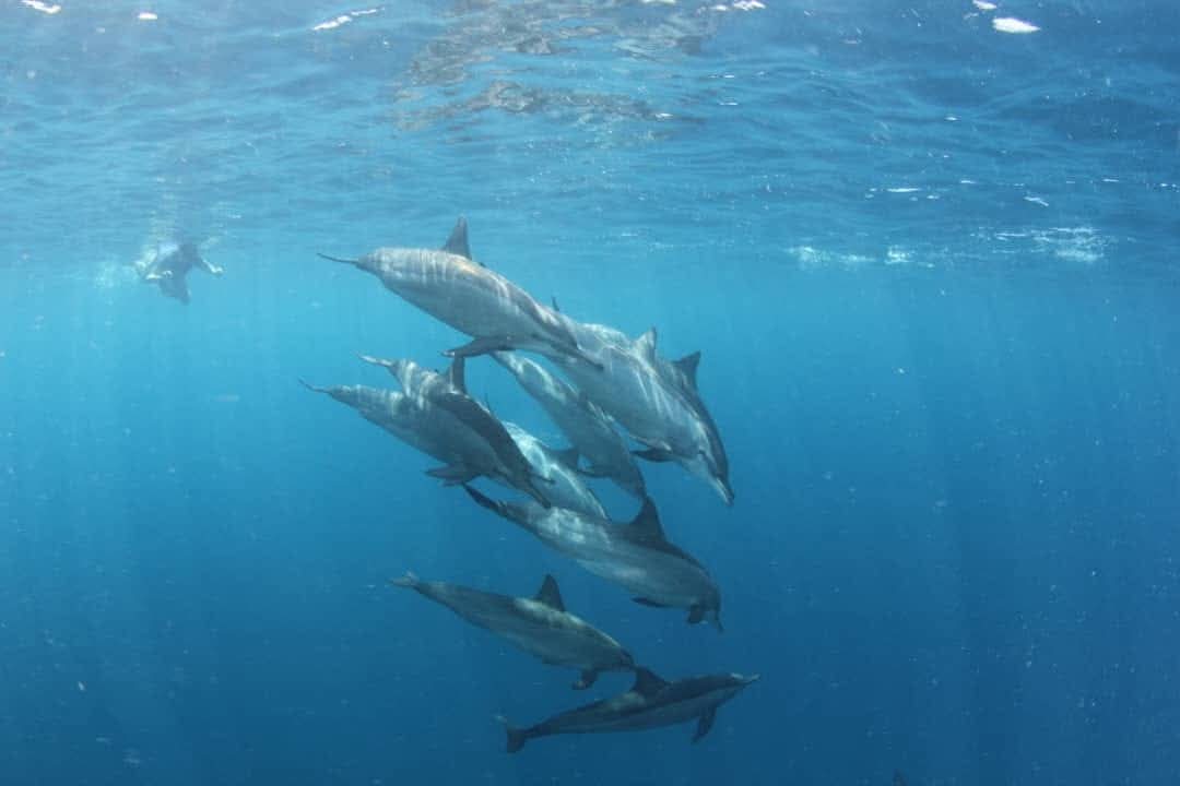 diving