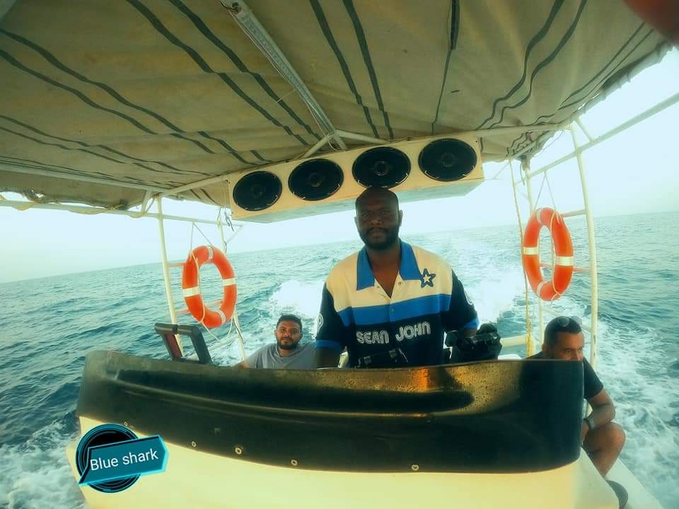 Blue Shark